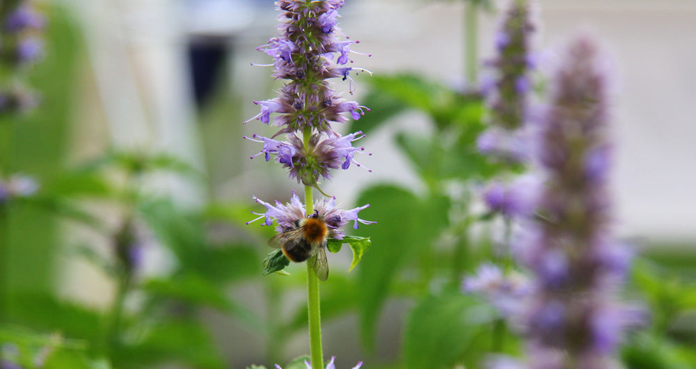 cb2-skin™ Patchouli extract